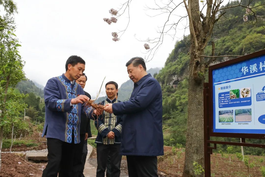 2019年4月15日，習近平在重慶華溪村考察特色經(jīng)濟作物帶動村民脫貧的情況。新華社記者 鞠鵬 攝