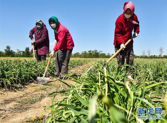  5月11日，農(nóng)民在山西省大同市云州區(qū)西坪鎮(zhèn)唐家堡村邊的黃花菜地里除草。新華社發(fā)（柴婷 攝）